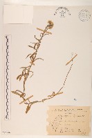 秋鼠麴草藏品圖，第1張