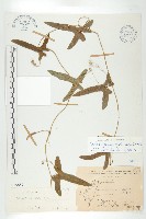 茅瓜藏品圖，第1張