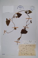 大葉馬兜鈴藏品圖，第1張