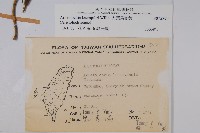 大葉馬兜鈴藏品圖，第2張