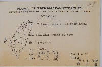 酸藤藏品圖，第2張