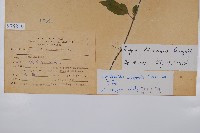 玉山石竹藏品圖，第2張