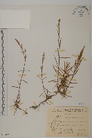 玉山石竹藏品圖，第3張