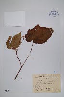 水鴨腳藏品圖，第1張