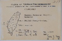 水鴨腳藏品圖，第2張