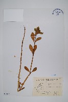 空心蓮子草藏品圖，第1張