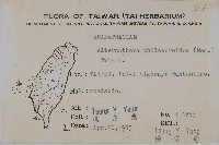 空心蓮子草藏品圖，第2張