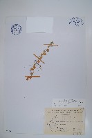 普刺特草藏品圖，第1張