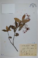 細梗絡石藏品圖，第1張