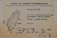 紅子莢迷藏品圖，第2張