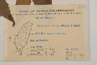 草珊瑚、紅果金粟蘭藏品圖，第2張