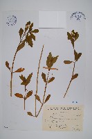 空心蓮子草藏品圖，第1張