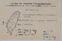 空心蓮子草藏品圖，第2張