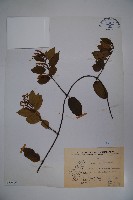 忍冬、金銀花藏品圖，第1張