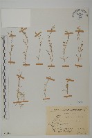 瓜槌草、漆姑草藏品圖，第1張