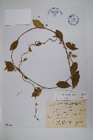 武靴藤藏品圖，第1張