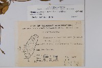 武靴藤藏品圖，第2張