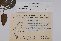 絨毛芙蓉蘭藏品圖，第2張