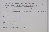 狹葉爵床藏品圖，第2張