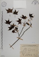 青楓藏品圖，第1張