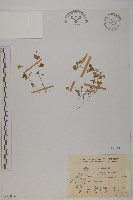 阿里山繁縷藏品圖，第1張