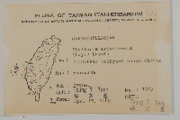 阿里山繁縷藏品圖，第2張