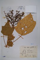 華參、裡白八角金盤藏品圖，第1張