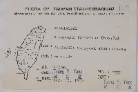 華參、裡白八角金盤藏品圖，第2張
