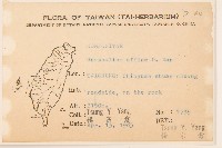 鼠麴草藏品圖，第2張