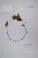 賽山藍藏品圖，第1張