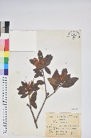 登錄號:S075921藏品圖，第1張