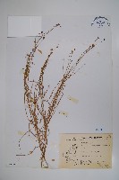 細葉蘭花參藏品圖，第1張