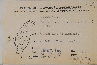 細葉蘭花參藏品圖，第2張