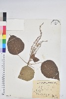 粗糠柴藏品圖，第1張