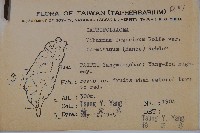 紅子莢迷藏品圖，第2張