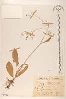 刀傷草藏品圖，第1張