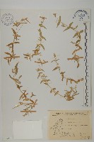 疏花繁縷藏品圖，第1張