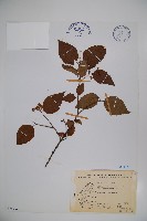 紅子莢迷藏品圖，第1張