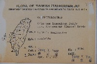 紅子莢迷藏品圖，第2張