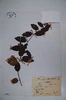 忍冬、金銀花藏品圖，第1張