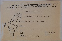 忍冬、金銀花藏品圖，第2張