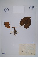 薄葉細辛藏品圖，第1張