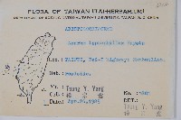 薄葉細辛藏品圖，第2張