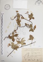 絡石藏品圖，第1張