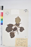 粗糠柴藏品圖，第1張