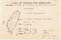 獨行菜藏品圖，第2張