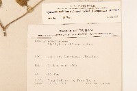 金腰箭藏品圖，第2張