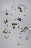 針刺草藏品圖，第1張