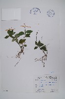 針刺草藏品圖，第1張