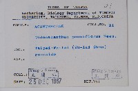 針刺草藏品圖，第2張